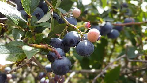 Blueberry Acres